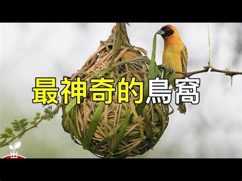 家中有鳥築巢 風水|【鳥巢 風水】野鳥庭前築巢預示居家風水好兆頭 